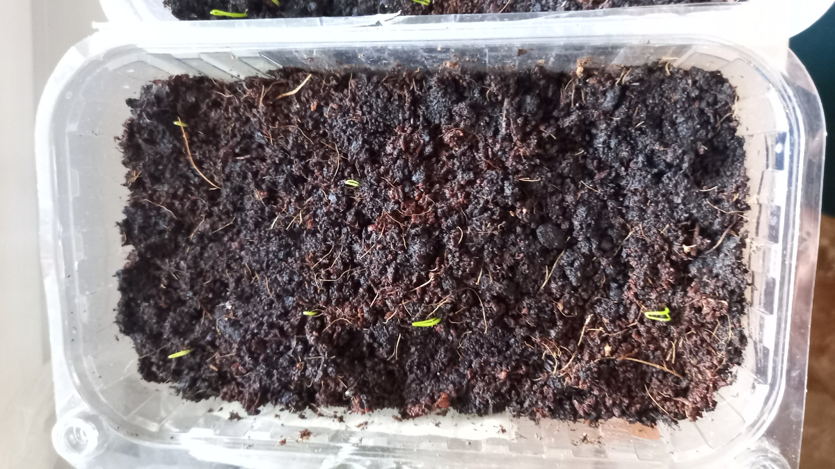 Всходы лука «Ред барон»