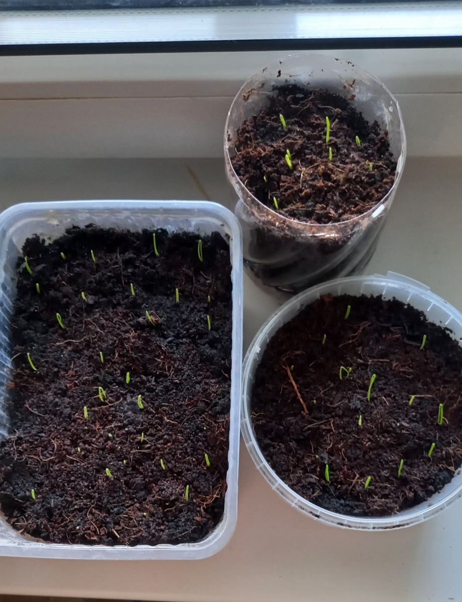 Семена лука «Штуттгартер ризен», купленные на 3 рубля, взошли гораздо активнее, чем семена голландского сорта «Ред барон» 