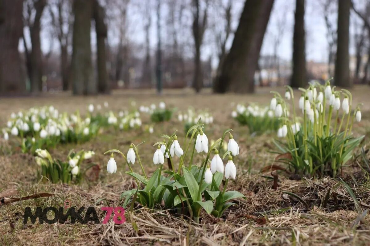    Первоцветы в Михайловском саду 24 марта Фото: Мойка78