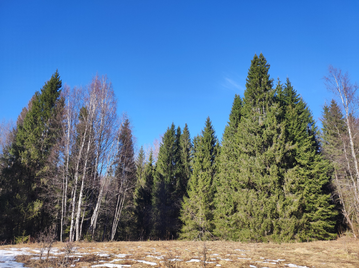 Весенний лес