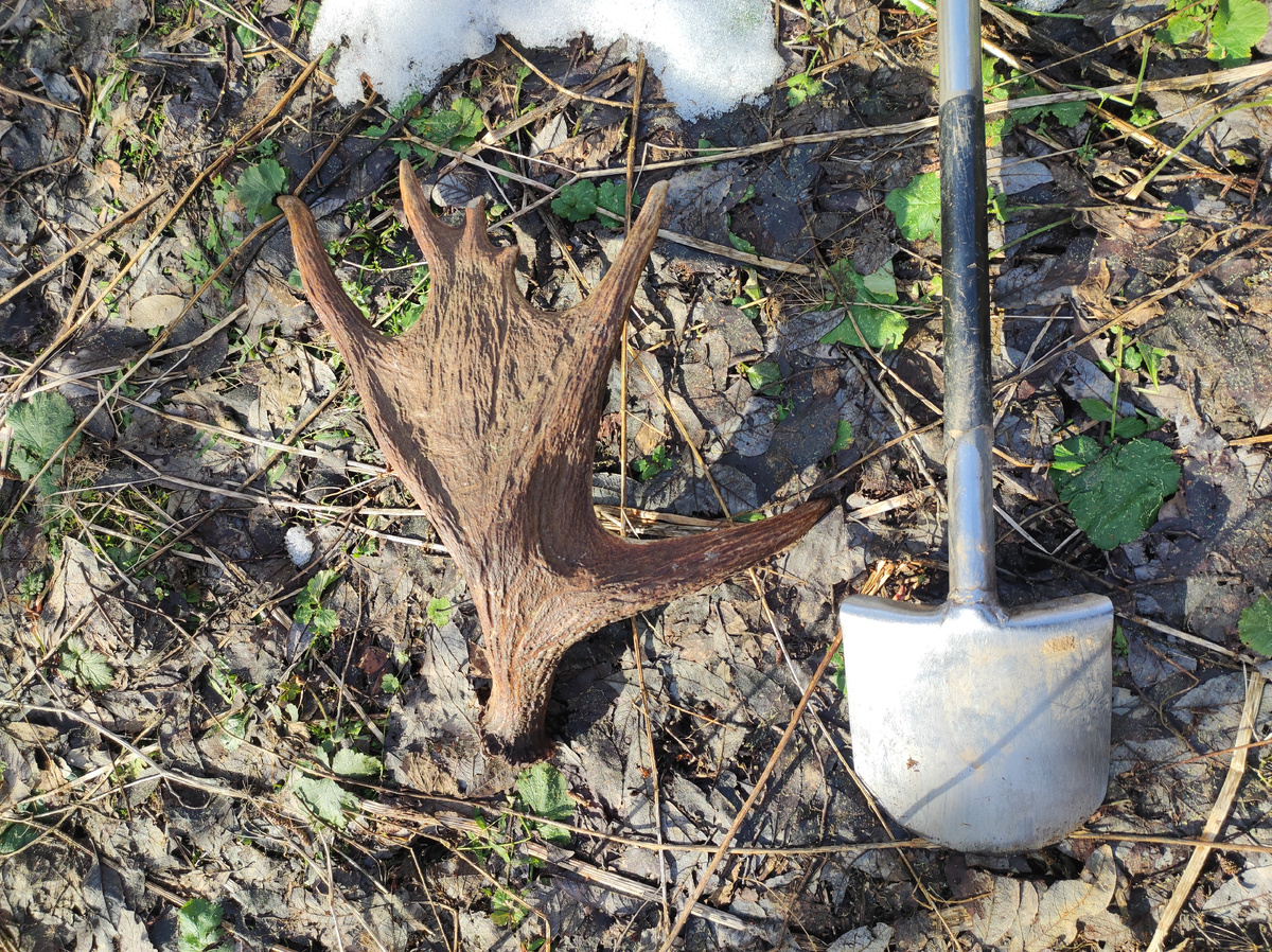 Лосиный рог