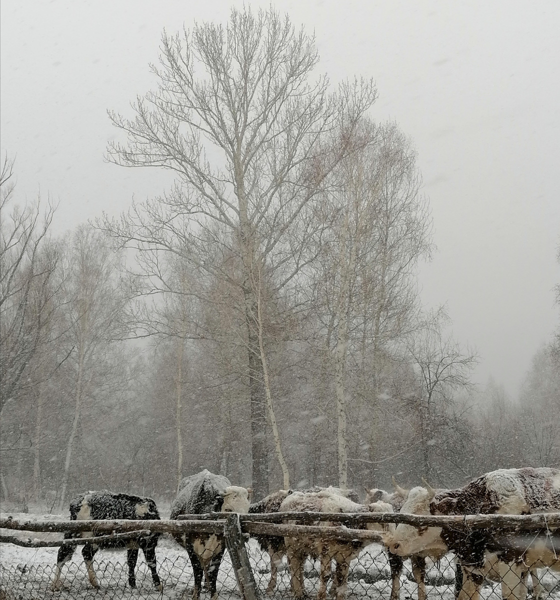 Голодающие мои, правда, вечером фотографировала, но суть та же, только без снега с утра.