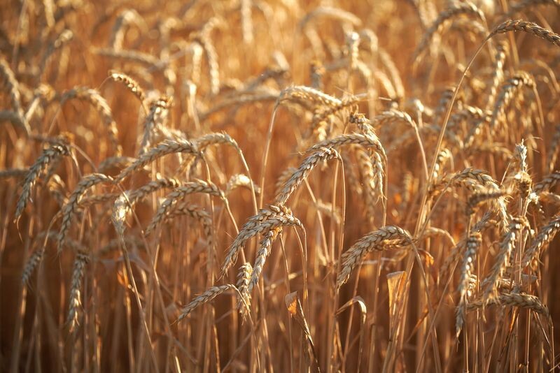     / Источник: © ИЗВЕСТИЯ/Эдуард Корниенко