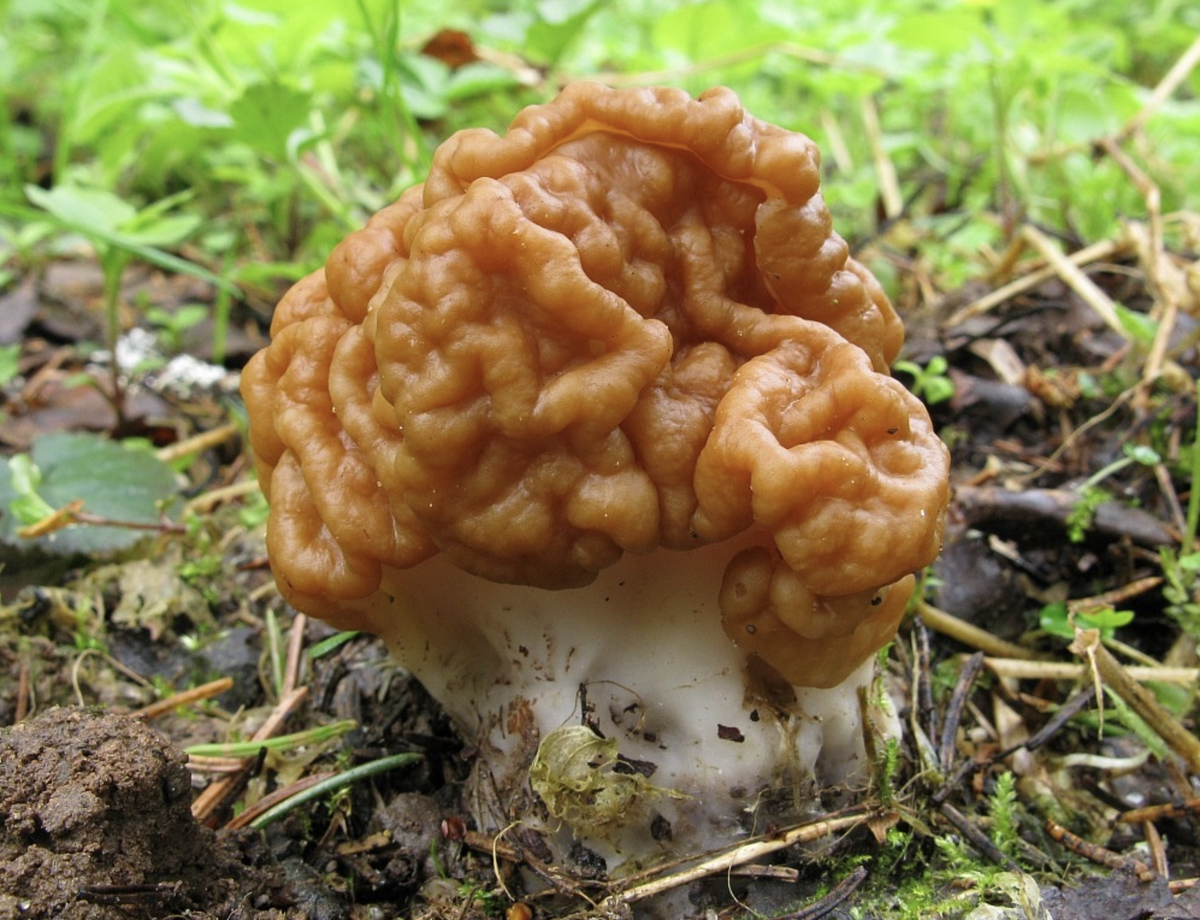 Строчок, фото: wikigrib.ru