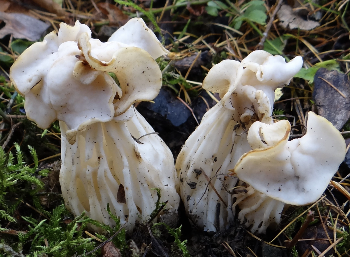 Лопастник курчавый, фото: ru.wikipedia.org