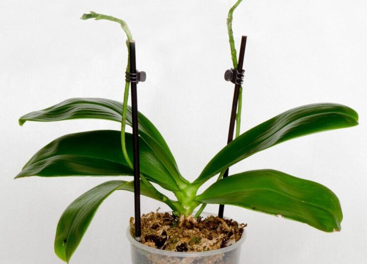 «Почему он перестал цвести?» — Фаленопсис: реанимация после покупки из магазина