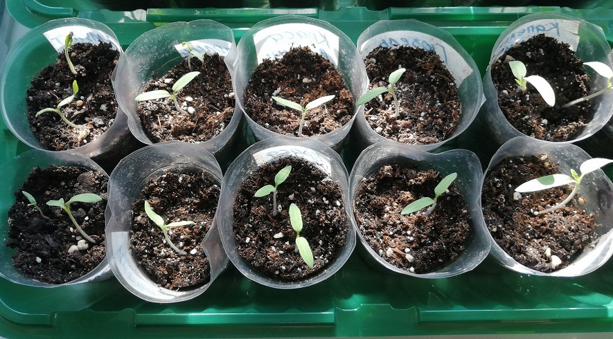 Помидорки мои))