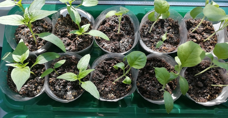 Перцы и баклажаны