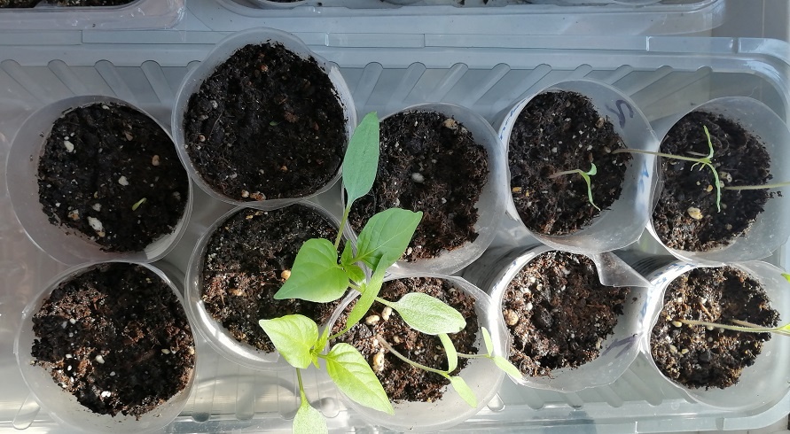 Слева верхний стаканчик - всход перца Царица F1