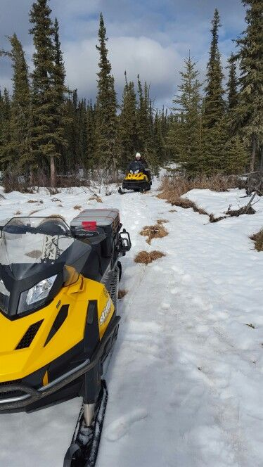 Зимой и летом одним цветом. Фото из открытых источников