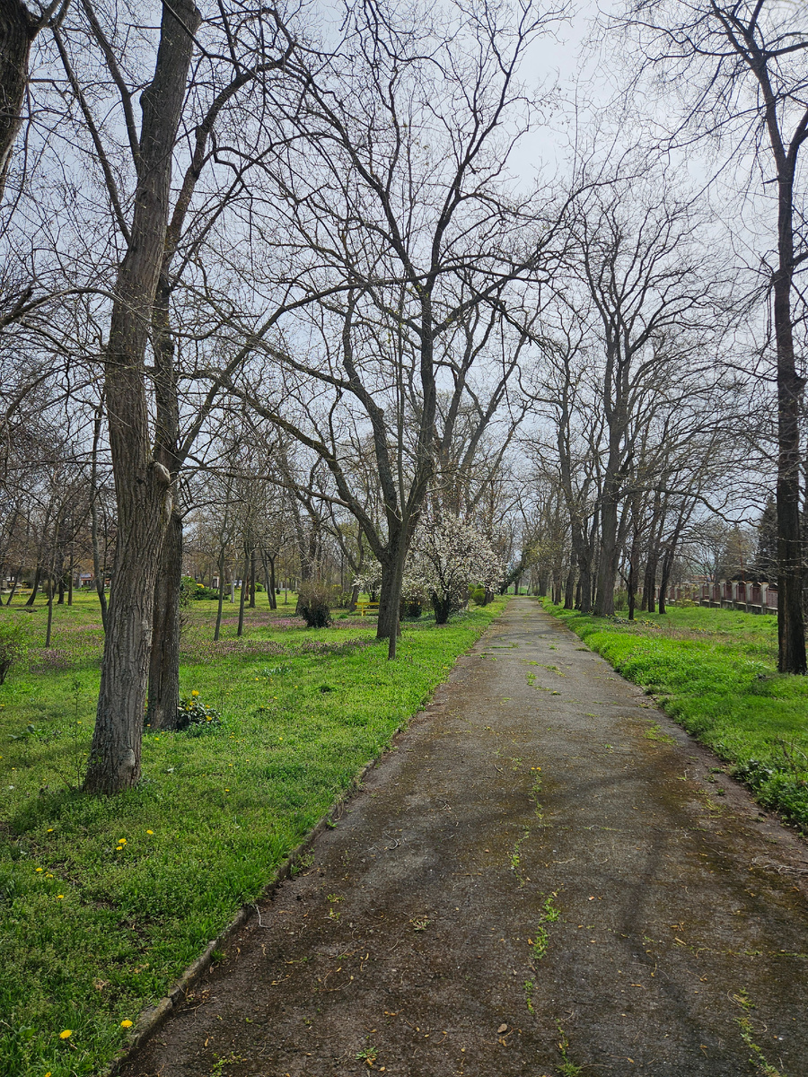 Аллеи со старыми деревьями