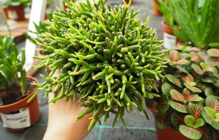    Shutterstock/FOTODOM