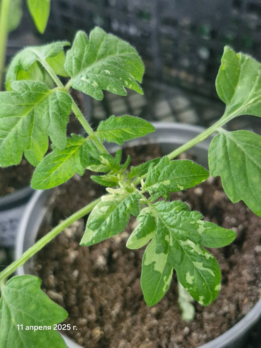 Вы уже видели томаты с вариегатным листом? Я до этого сезона видела их только на картинках. 