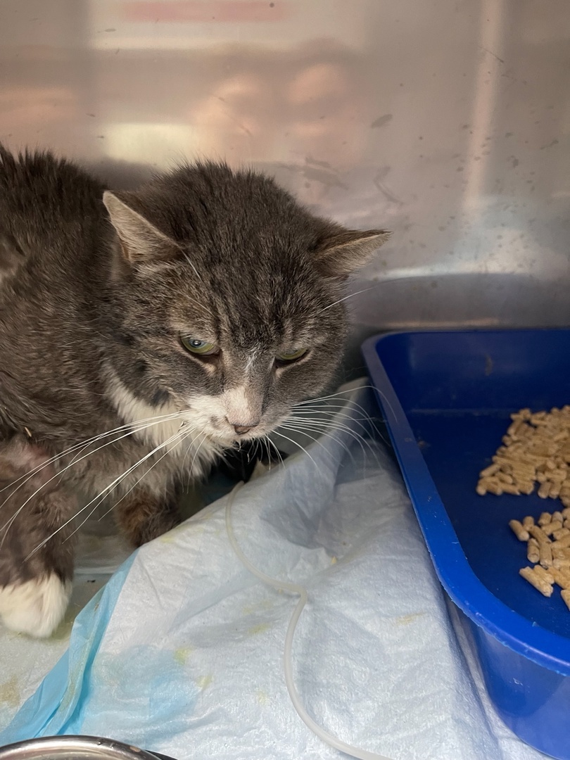 Марк в ветклинике на стационаре