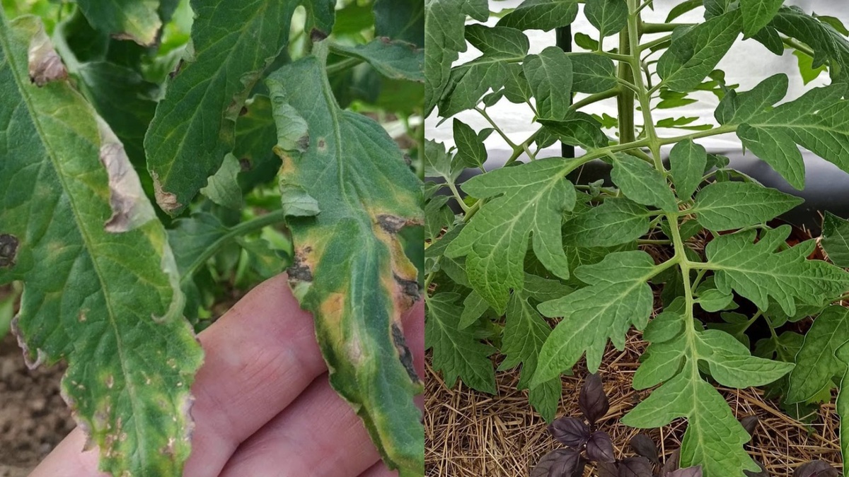 Разница между растениями с защитным барьером и без него. Август 2024 года.