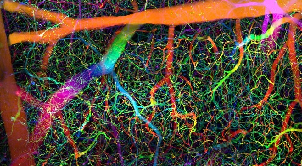   Antonino Paolo Di Giovanna / Wikimedia Commons / CC-BY-SA-4.0