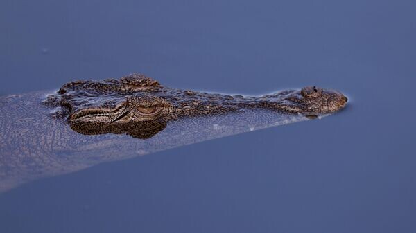    © Getty Images / Oisin Keniry/R&A