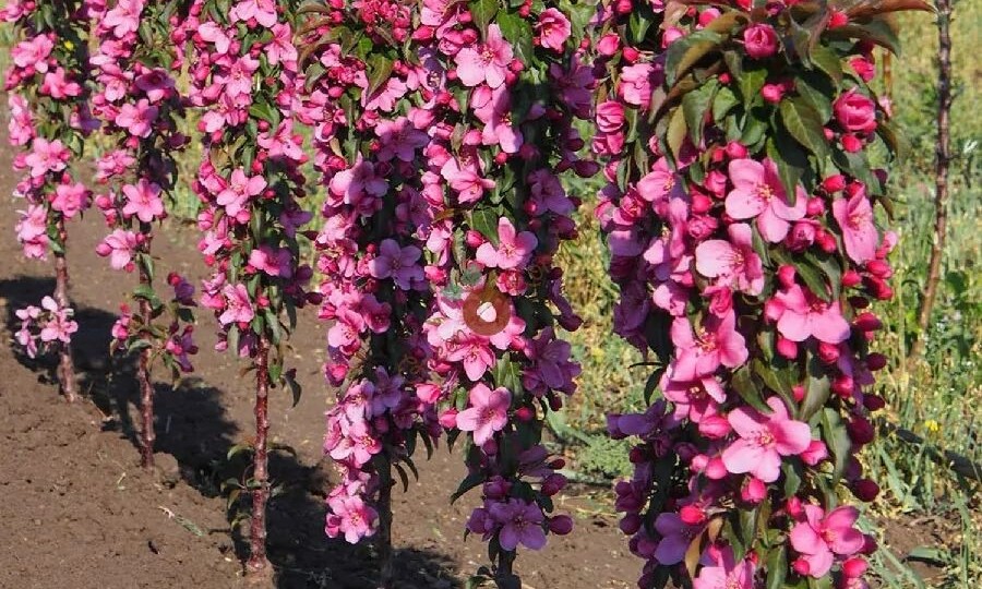 Плюсы и минусы колоновидных яблонь