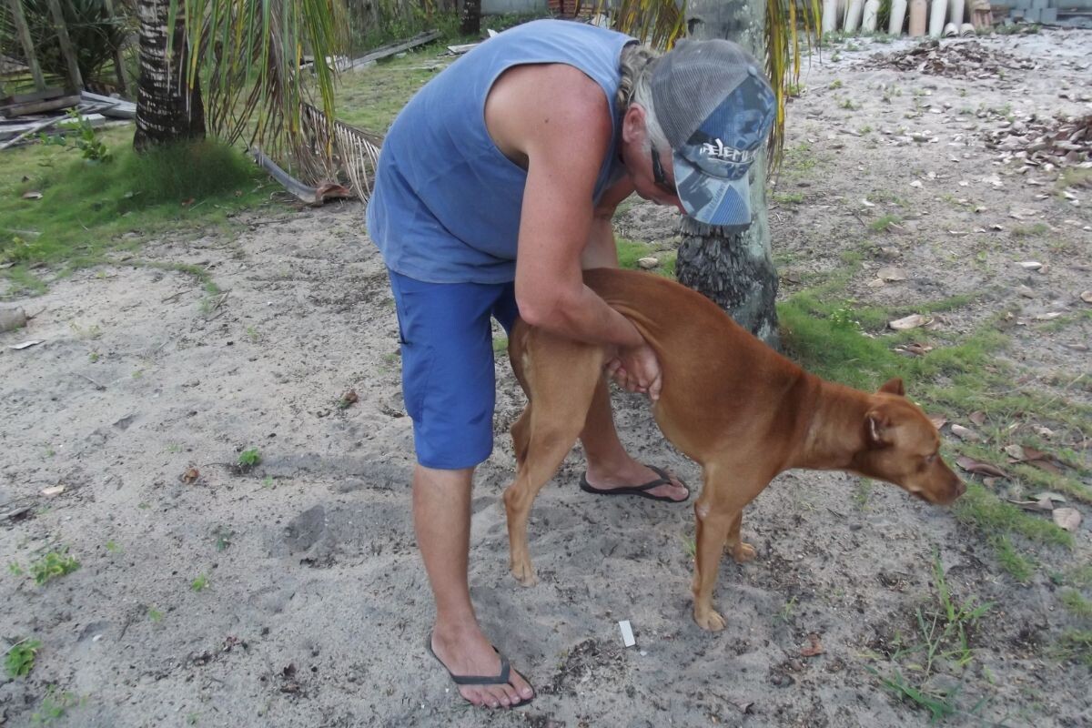 Собака подавилась 