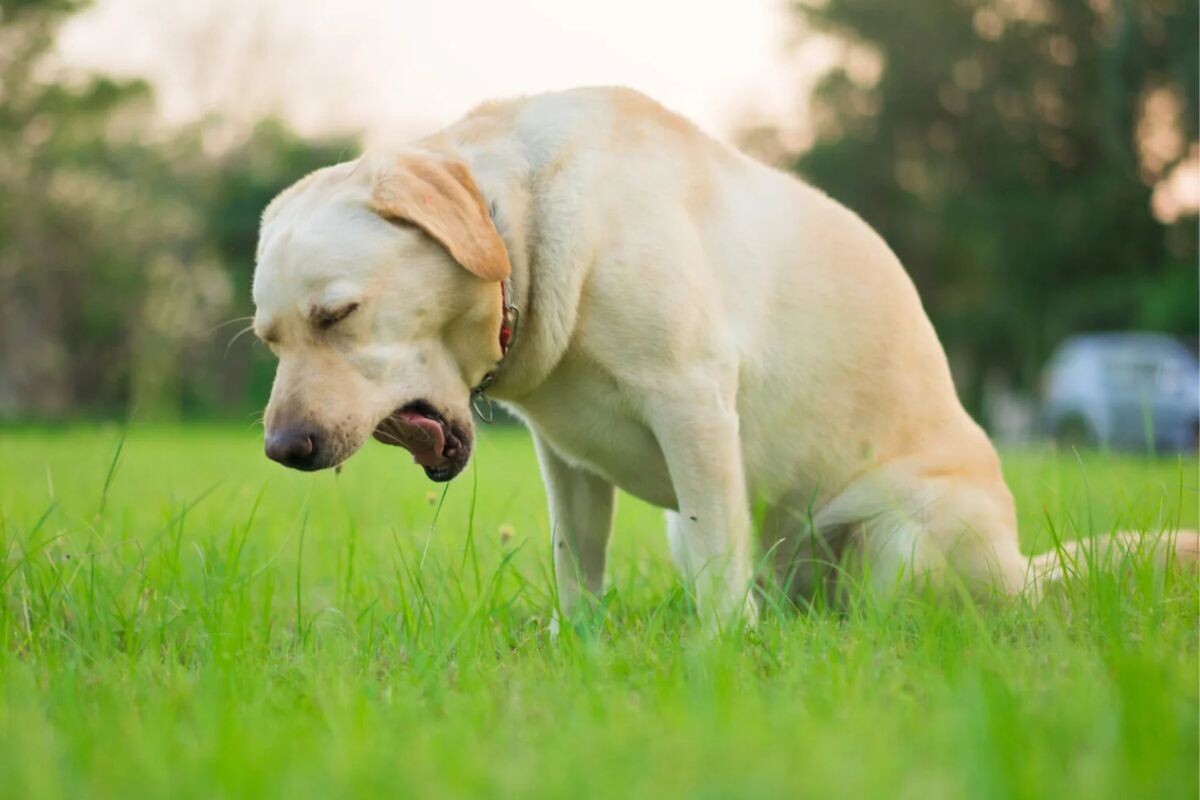Что делать, если собака подавилась
