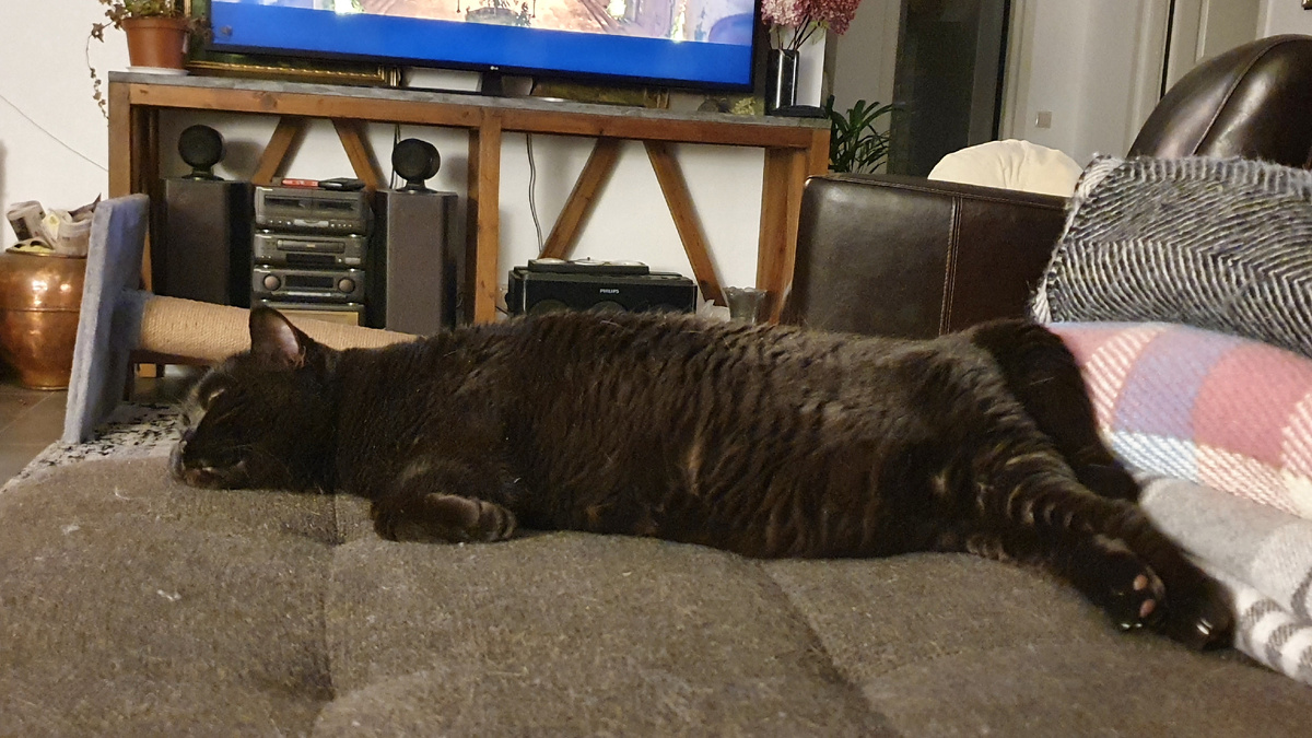 Асечка спит на диване