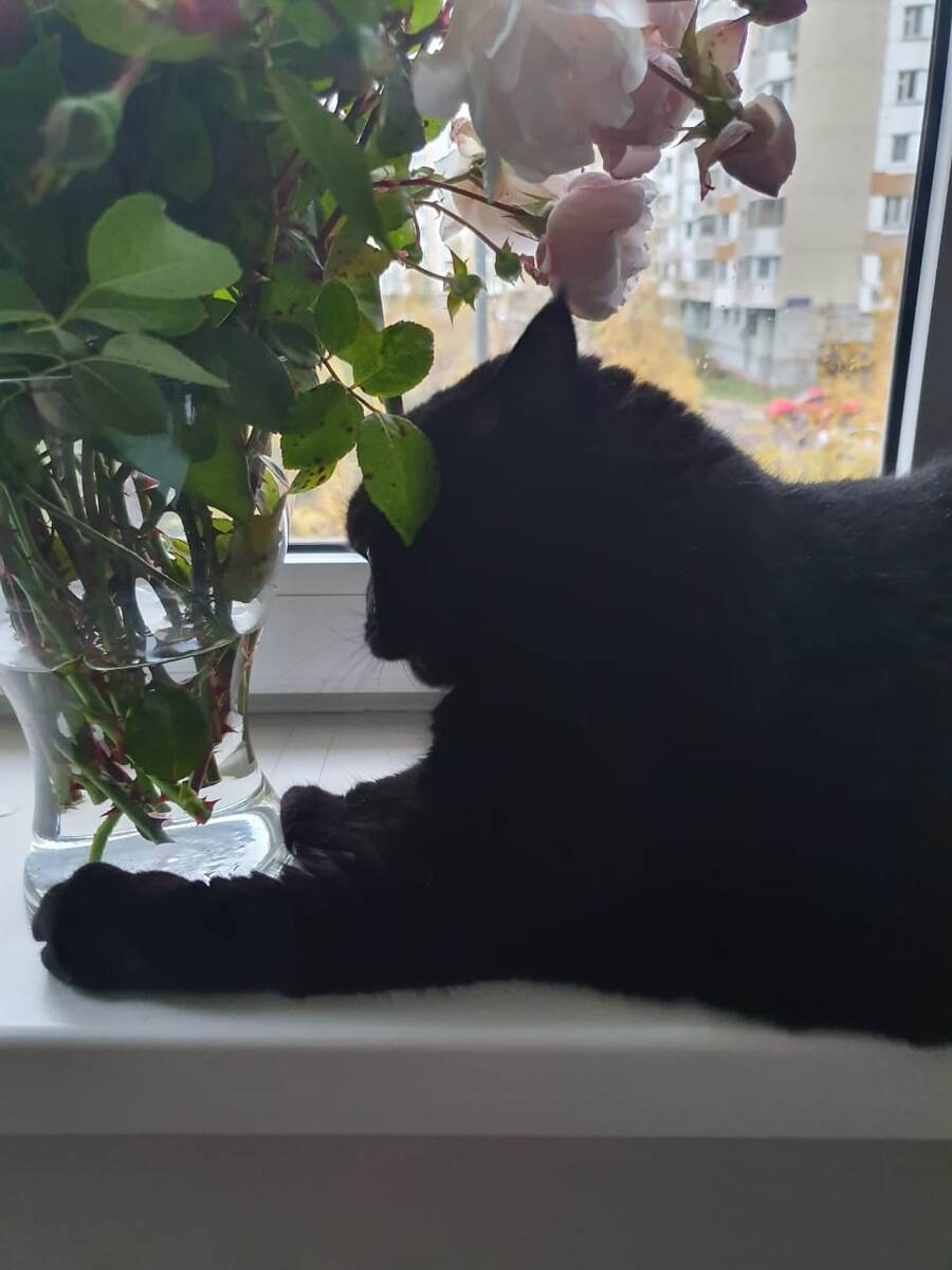 Асечка смотрит в окошко