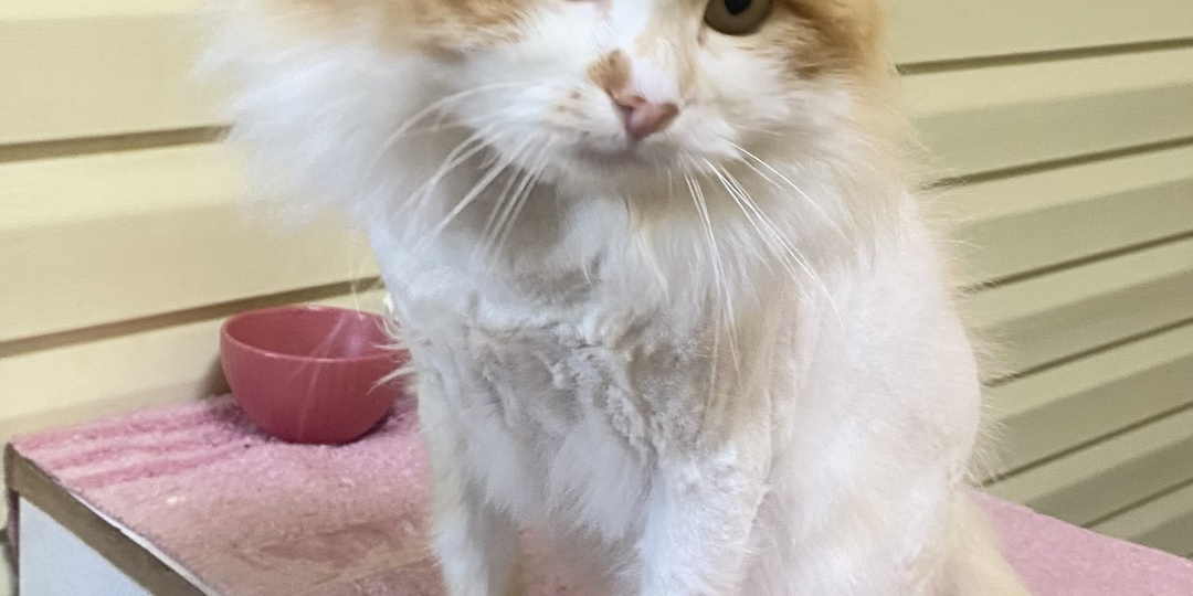 Котика Леву обижают все коты в приюте…