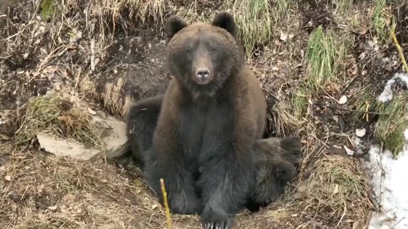     Медведи проснулись в Алтайском заповеднике. телеграм-канал «Друзья снежного барса»