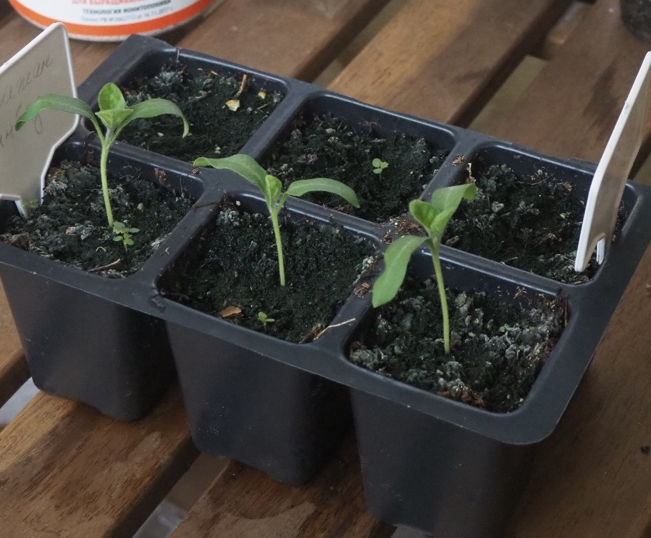 Почему рассада плохо растет