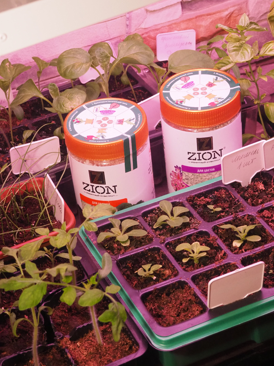 Хлороз у рассады