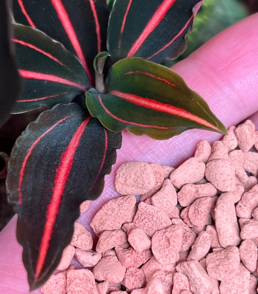 На снимке грунт Seramis и драгоценная орхидея с невероятным шармом Vrydagzynea tristriata