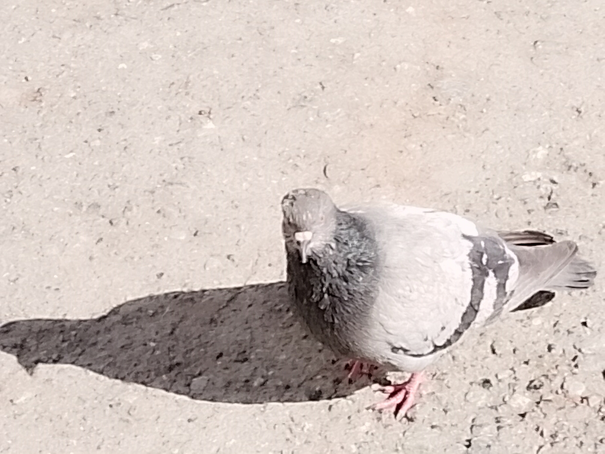 Встретила сегодня такую птицу-попрошайку