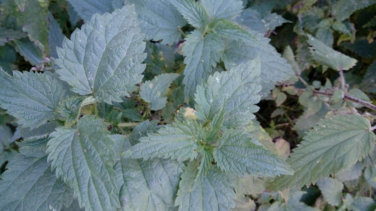 Фото автора.