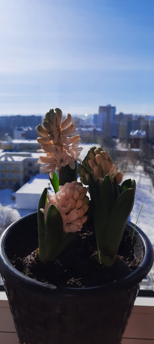 Прошлогоднее фото. Какой всё-таки красивый вид был у нас из окна на старой квартире 👍 Люблю высокий этаж.