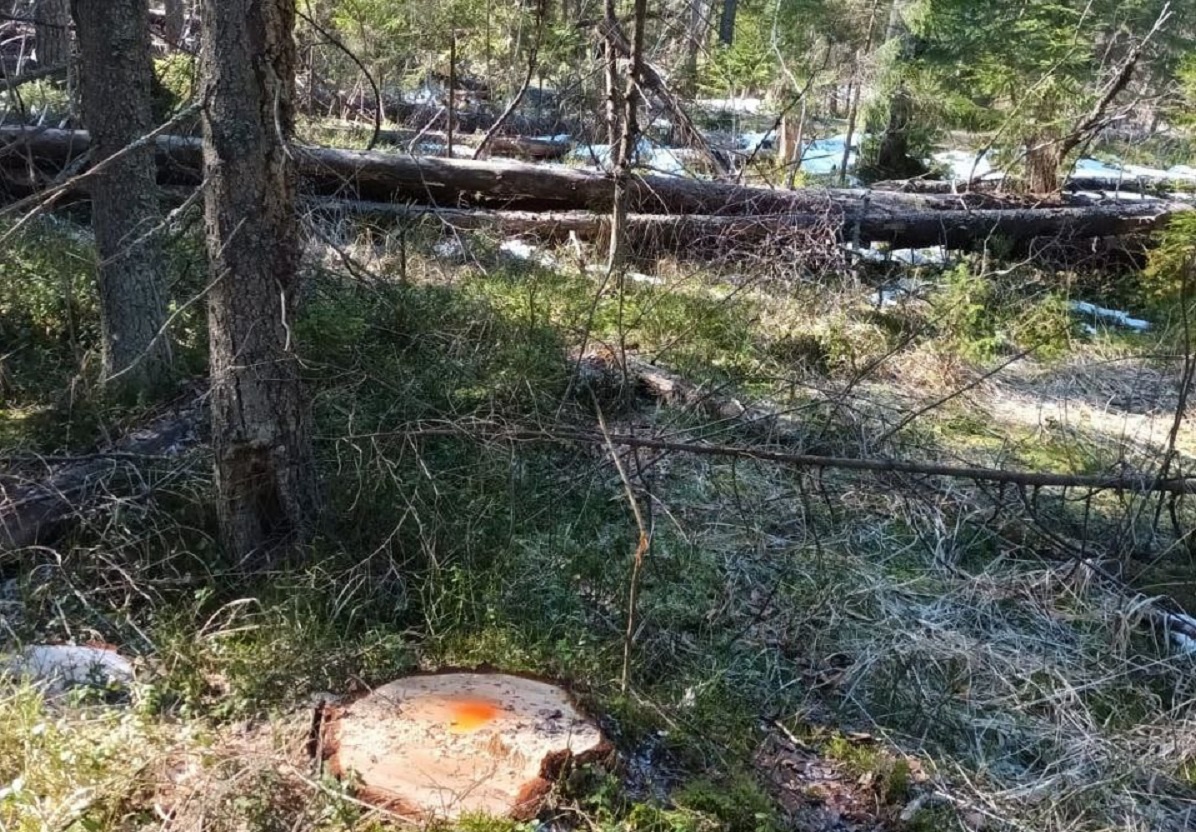    Масштабная незаконная рубка лесных насаждений выявлена в Балахнинском округе