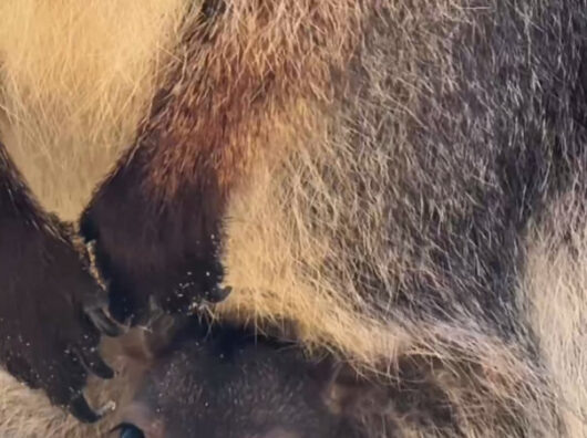    //фото: telegram-канал парк "Лога"