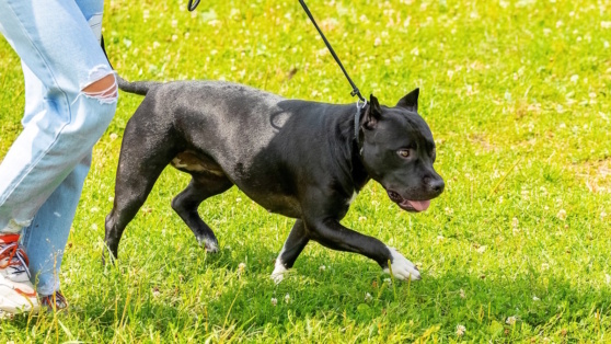    Запрет на выгул опасных пород собак могут ввести для детей и пьяных людей ©MVolodymyr/Shutterstock/Fotodom