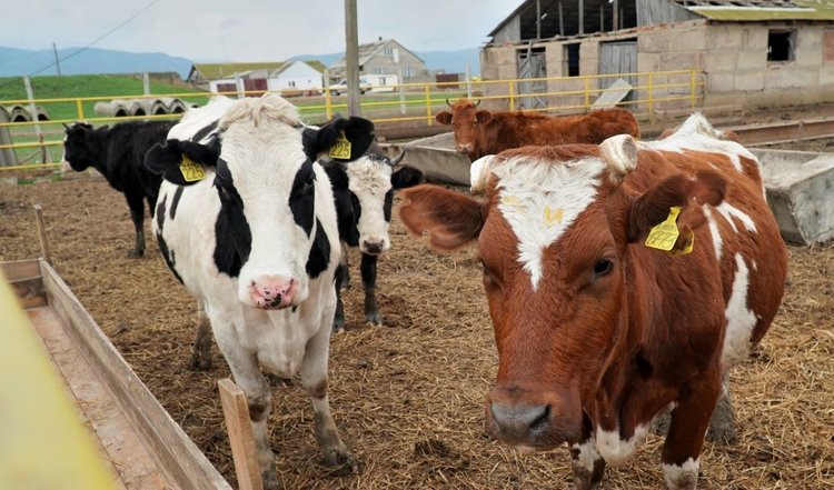    В дагестанском хозяйстве с айрширками дождевальная установка из Саудовской Аравии увеличит урожай люцерны