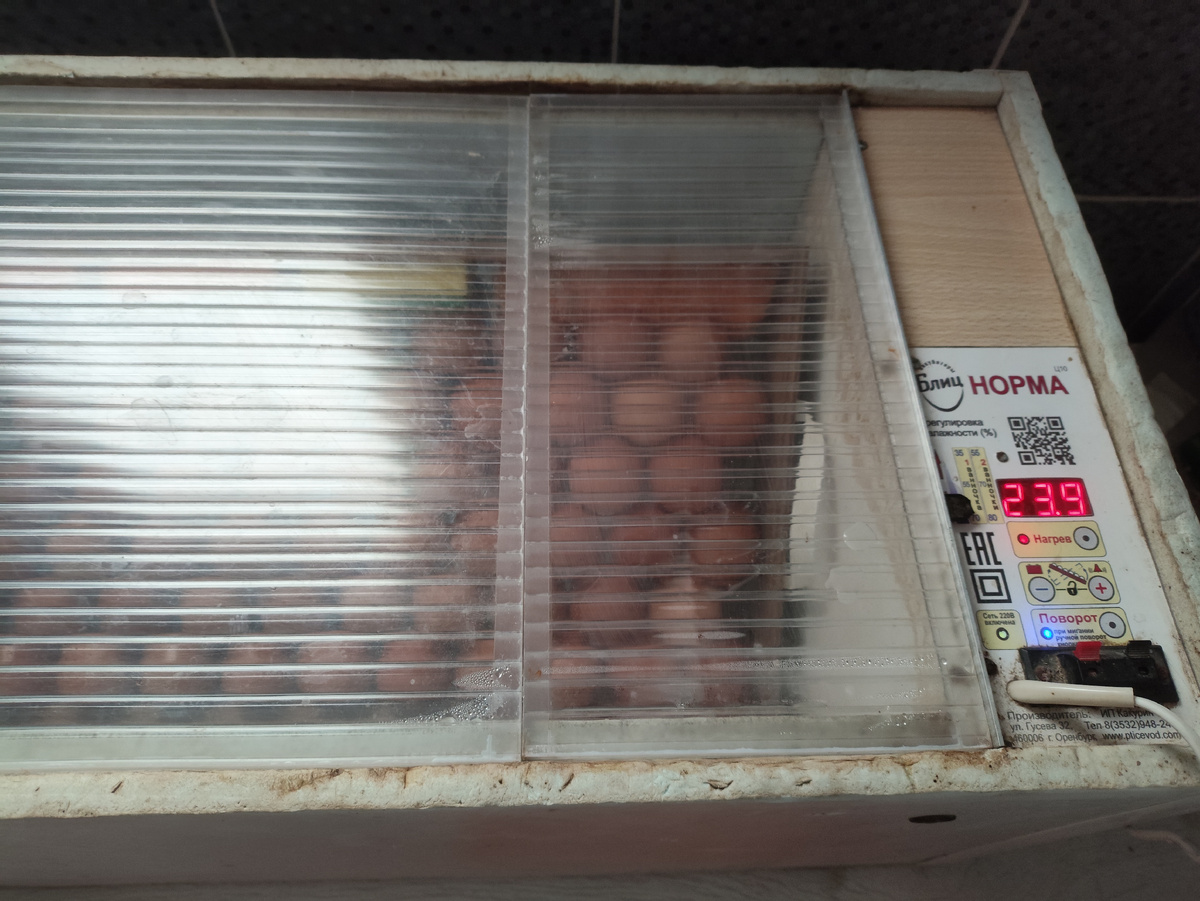 Яйца новые уже греются, пока правда температуру не набрали