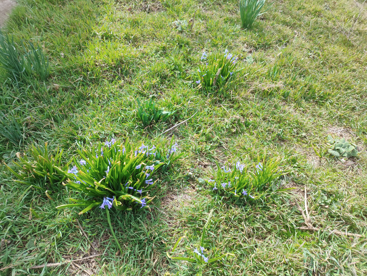 А там целая поляна цветущих гиацинтов, пока только диких