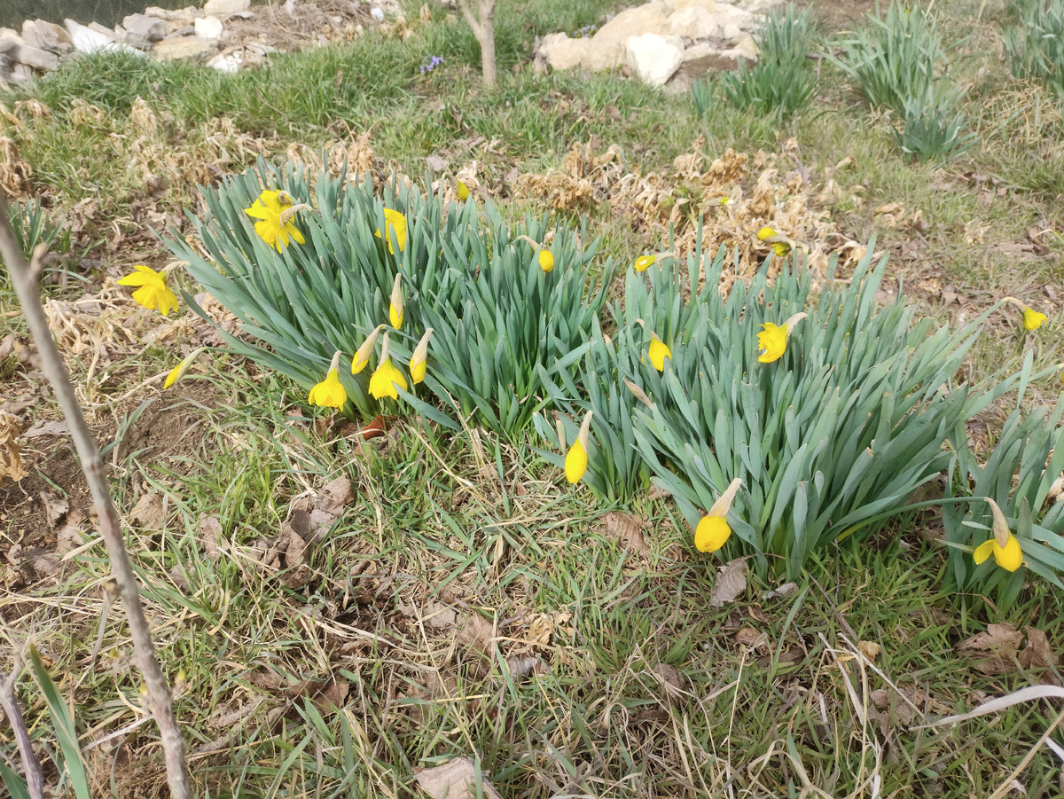 И нарциссы распускаются. Что-то их не много в этом году... Тесно им, пора делить..