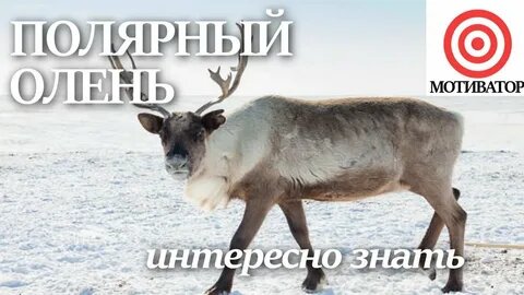 Всем привет.