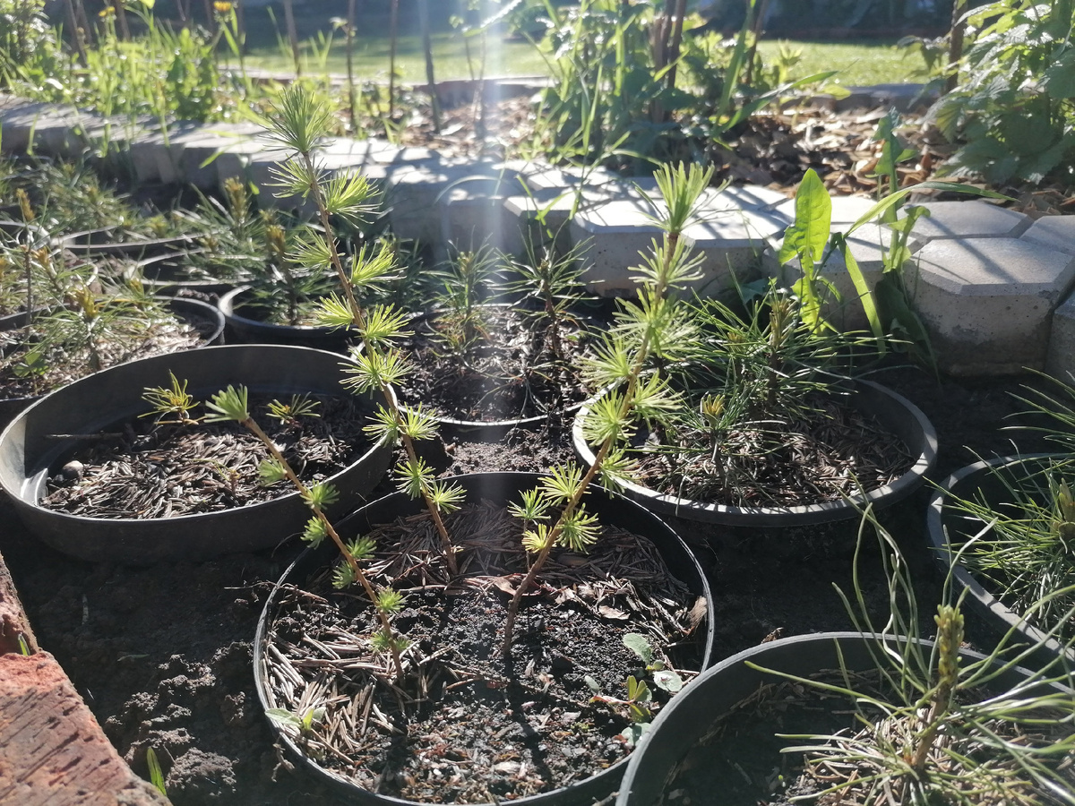 Лиственницы, сосны и другие хвойные из семян в нашем саду на даче. Фото автора @Маша Генералова