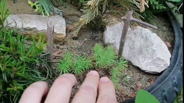 Всходы лиственницы из семян. Наш сад. Фото автора @Маша Генералова