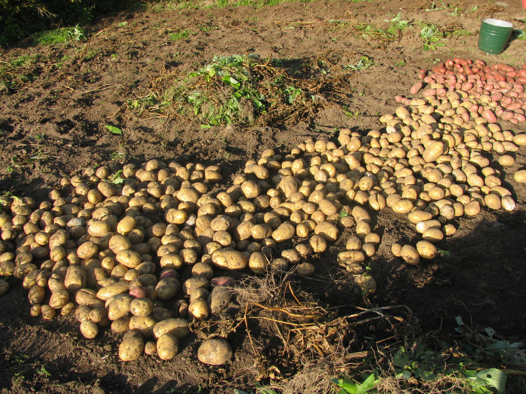Наша лучшая картошка неизвестного сорта. Может, вам она тоже попадалась под названием "от Алфёровой".