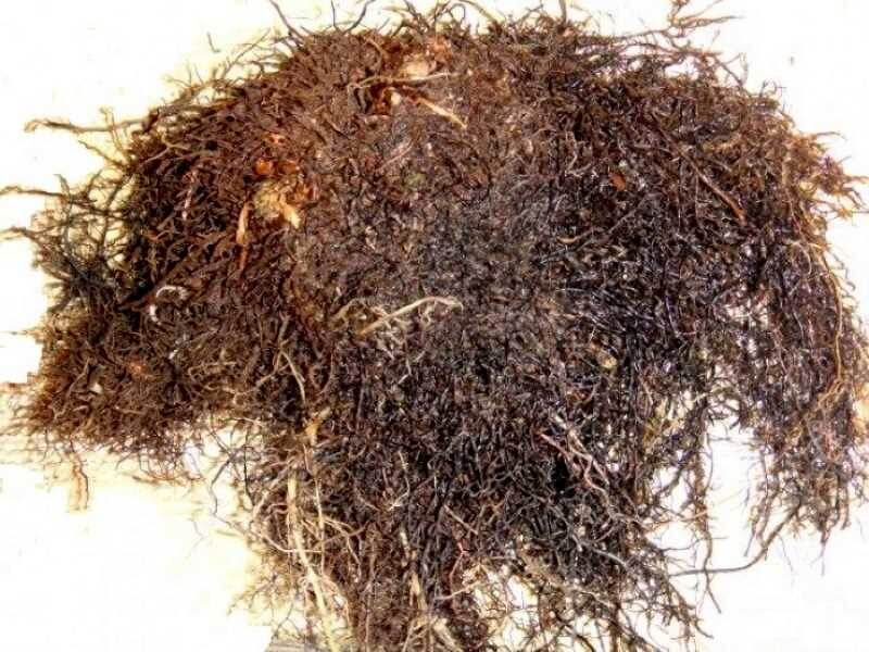 Корни папоротника. 