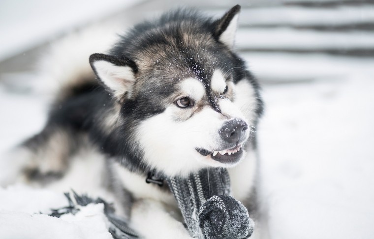    Shutterstock/FOTODOM