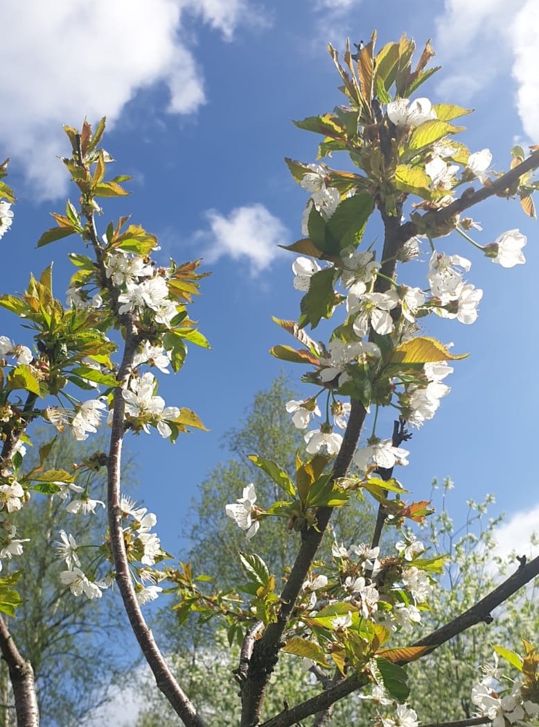 Весеннее цветение!