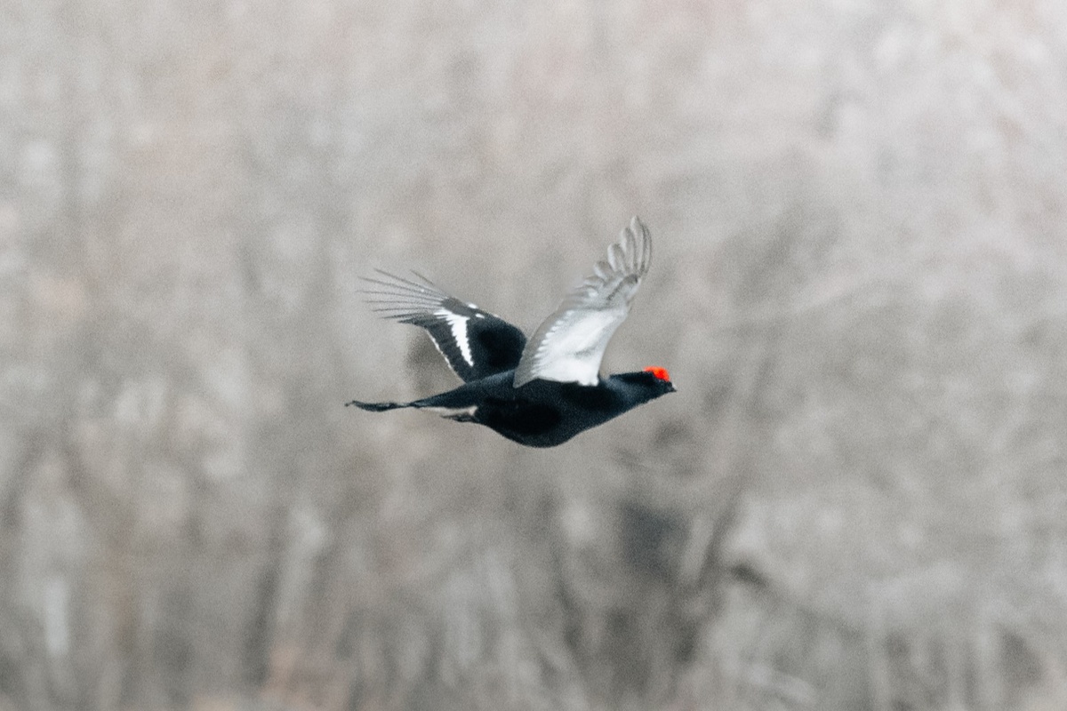 Тетерев. Автор фото: Павел Черненко