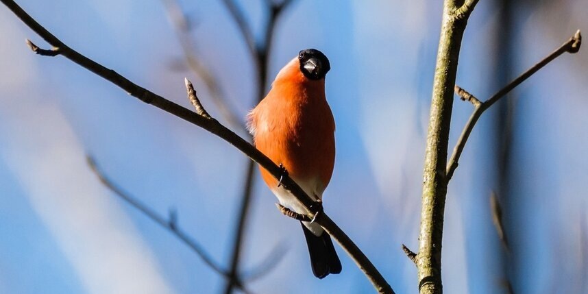    Алёна Бобрович
